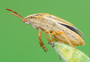 Getreidewanze (Aelia acuminata), 25.06.2017, Valwig