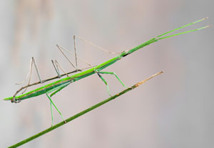 Mittelmeerstabschrecke (Bacillus rossius), 20.10.2019, Santa Susanna