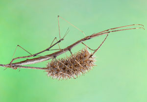 Mittelmeerstabschrecke (Bacillus rossius), 17.10.2019, Santa Susanna