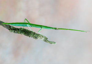 Mittelmeerstabschrecke (Bacillus rossius), 22.10.2019, Santa Susanna