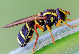 Frühe Gelbrandschwebfliege (Xanthogramma citrofasciatum), 26.04.2014, Berzdorf
