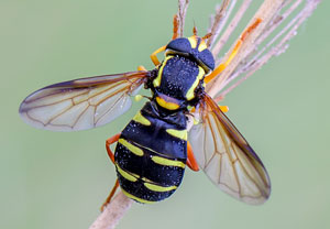 Frühe Gelbrandschwebfliege (Xanthogramma citrofasciatum), 26.04.2014, Berzdorf