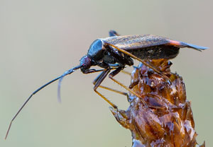 Adelphocoris seticornis
