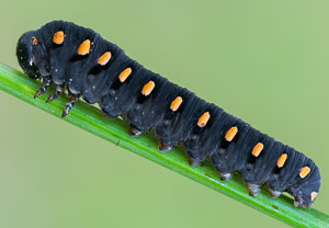Tenthredo marginella
