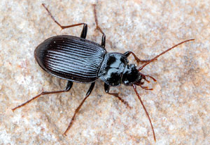 Nebria brevicollis, 28.03.2021, Wahnerheide