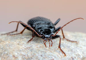 Nebria brevicollis, 28.03.2021, Wahnerheide
