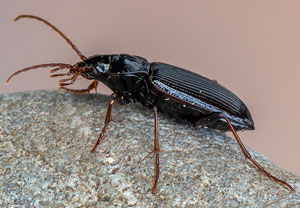 Nebria brevicollis, 28.03.2021, Wahnerheide