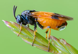 Arge cyanocrocea