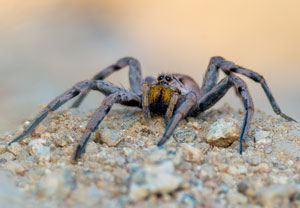 Apulische Tarantel (Lycosa tarantula), 30.06.2015, Plan de la Tour