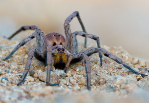 Apulische Tarantel (Lycosa tarantula)