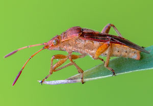 Rhopalus maculatus, 28.02.2021, Hürth