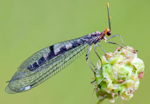 Gelbfühler-Ameisenjungfer (Megistopus flavicornis)