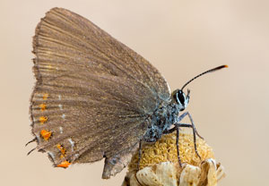 Satyrium esculi, 10.07.2015, Sainte-Maxime