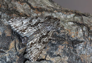 Geißblatt-Eule (Xylocampa areola), 30.03.2021, Hürth