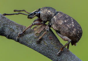 Brauner Lappenrüssler (Otiorhynchus singularis), 21.04.2021, Brühl