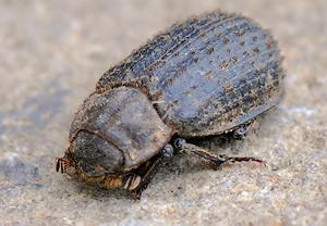 Rauer Erdkäfer (Trox scaber) &ndash; Foto 2