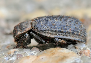 Rauer Erdkäfer (Trox scaber) &ndash; Foto 3