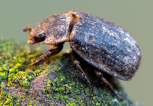 Rauer Erdkäfer (Trox scaber), 20.04.2019
