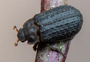 Rauer Erdkäfer (Trox scaber), 19.06.2020