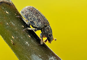 Rauer Erdkäfer (Trox scaber) &ndash; Foto 1
