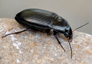 Amara ovata, 25.04.2021, Bad Münstereifel