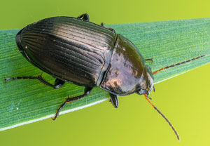 Amara ovata, 31.05.2022, Nörvenich