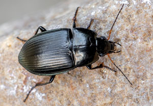 Amara ovata, 25.04.2021, Bad Münstereifel