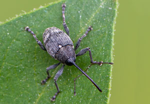Zottiger Gallenbohrer (Curculio villosus), 10.05.2021, Hürth