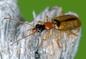 Schwarzköpfiger Scheunenläufer (Demetrias atricapillus), 12.05.2021, Hürth