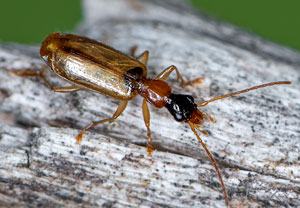Demetrias atricapillus