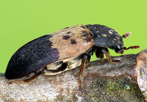 Gemeiner Speckkäfer (Dermestes lardarius), 16.05.2021, Geilenkirchen, Teverener Heide