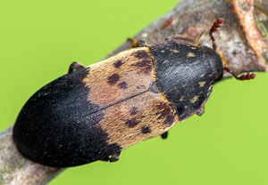 Dermestes lardarius