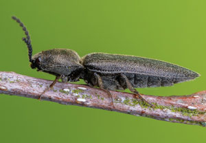Cidnopus pilosus, 01.05.2022, Niederzissen, Bausenberg