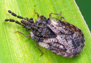 Aradus depressus