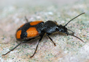 Zweifleck-Kreuzläufer (Panagaeus bipustulatus), 23.05.2021, Altenahr