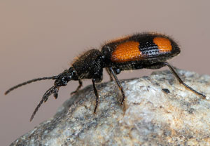 Zweifleck-Kreuzläufer (Panagaeus bipustulatus), 24.05.2021, Altenahr