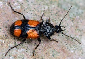 Zweifleck-Kreuzläufer (Panagaeus bipustulatus), 23.05.2021, Altenahr