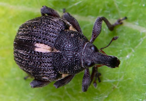 Ampfer-Dicknase (Rhinoncus pericarpius), 24.05.2021, Altenahr