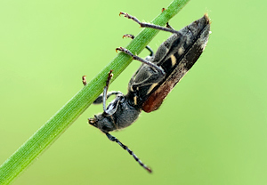 Dunkler Zierbock (Anaglyptus mysticus) &ndash; Foto 2