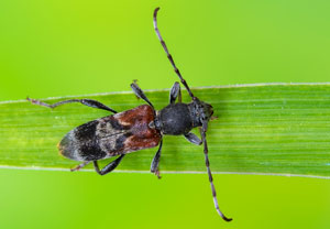 Dunkler Zierbock (Anaglyptus mysticus), 23.05.2023, Bendorf