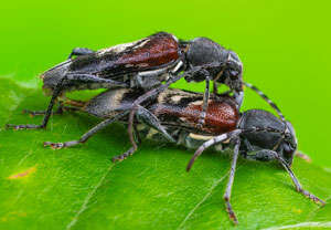 Dunkler Zierbock (Anaglyptus mysticus), 04.05.2025, Erftstadt