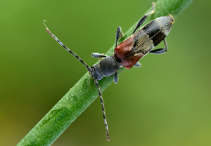 Dunkler Zierbock (Anaglyptus mysticus) &ndash; Foto 1