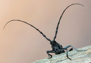 Kleiner Eichenbock (Cerambyx scopolii), 30.05.2021, Niederzissen, Bausenberg