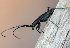 Kleiner Eichenbock (Cerambyx scopolii), 30.05.2021, Niederzissen, Bausenberg