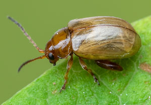 Heller Wolfsmilch-Erdfloh (Aphthona cyparissiae), 05.06.2021, Niederzissen, Bausenberg