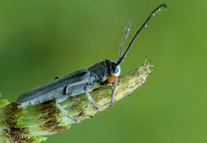 Zylindrischer Walzenhalsbock (Phytoecia cylindrica) – Foto 2