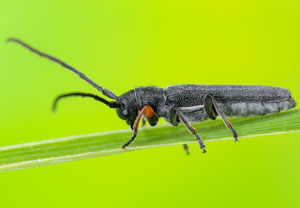 Zylindrischer Walzenhalsbock (Phytoecia cylindrica), 23.05.2023, Montabaur
