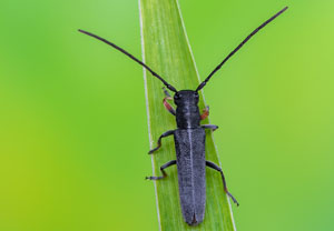 Zylindrischer Walzenhalsbock (Phytoecia cylindrica), 23.05.2023, Montabaur