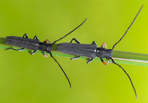 Zylindrischer Walzenhalsbock (Phytoecia cylindrica), 28.05.2023, Füssen
