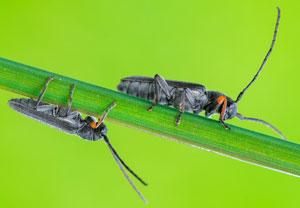Zylindrischer Walzenhalsbock (Phytoecia cylindrica), 28.05.2023, Füssen